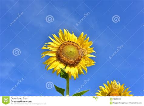 Beautiful Sunflowers Color Flower Field in Thailand Asia. Hill B Stock Image - Image of white ...