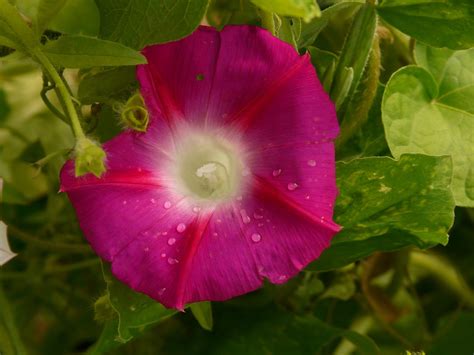 Morning Glory Ipomoea Superb · Free photo on Pixabay