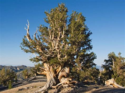 Épinglé par Cith Aranel sur Arbres | Arbre, Allées jardin, Bonsai