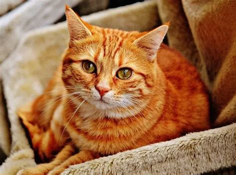 What Is a Mackerel Tabby Cat? – Pet Brilliant.com