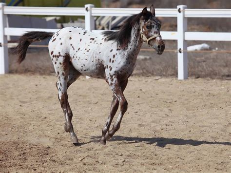 20 Gorgeous Images Of Appaloosa Horses To Make Your Day