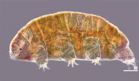 New Tardigrade Species Discovered in Kyrgyzstan | Sci.News