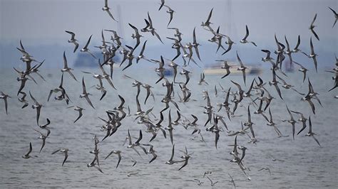 Bar-Tailed Godwit Sets World Record for Marathon Migration Flight