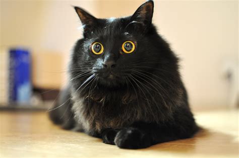 Black Cat Eyes Wallpaper (69+ images)