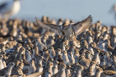 Audubon Announces the Winners of the 2020 Wildlife Photography Contest