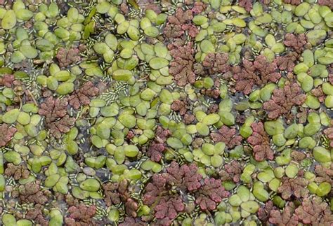 Wolffia (Duckweed, Watermeal, Water Meal) | North Carolina Extension ...