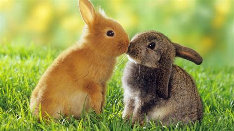 Bunnies kissing wallpaper | animals | Wallpaper Better