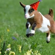 baby goat birthday Blank Template - Imgflip