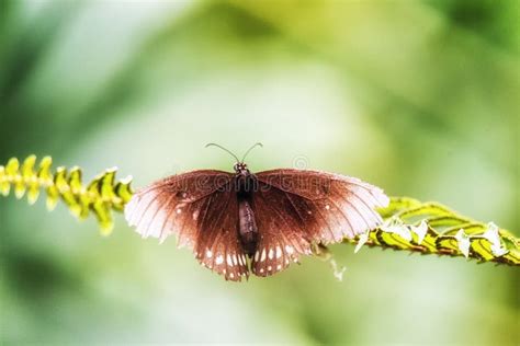 The Common Crow butterfly stock photo. Image of leaf - 100581786