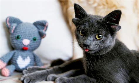 Cat Born With 4 Ears Due to Genetic Mutation Gets Adopted by Woman in Turkey