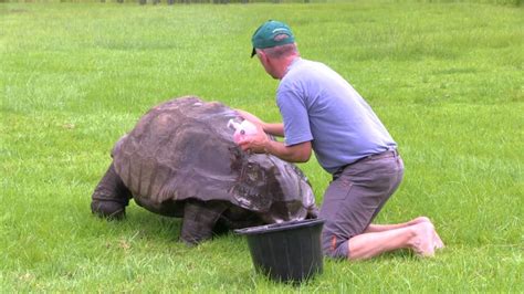 Jonathan, the OLDEST Living Land Animal, has His Shell Scrubbed. Beautiful!