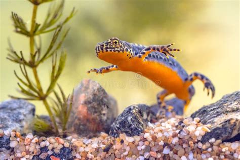 Alpine Newt Aquatic Animal Swimming in Freshwater Habitat Stock Image - Image of conservation ...