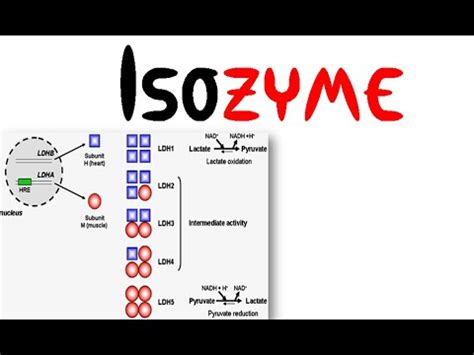 Isozyme - YouTube