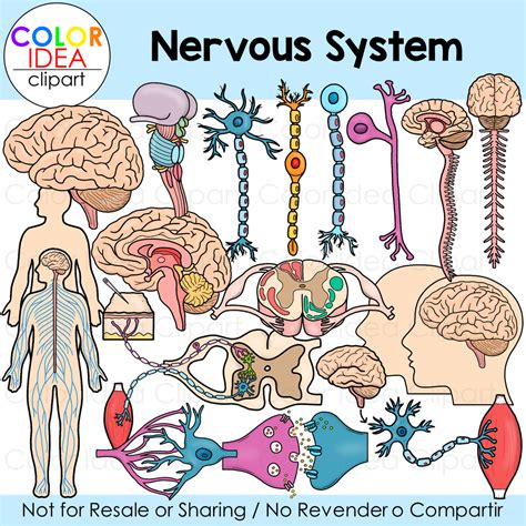 Nervous System | Made By Teachers