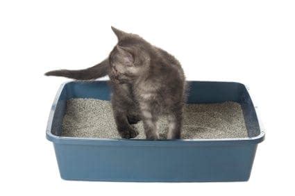 Cat Training | Kitten Litter Box Training