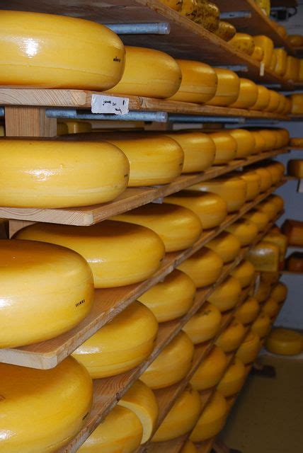 dutch cheese - best in the world! The Dutch have been making their famous cheese since 400AD. | Eten