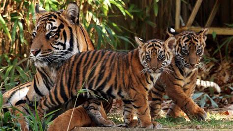 Mating And Reproduction – Because YOU Love Tigers!