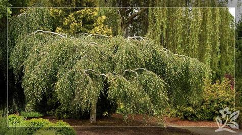 Dwarf Weeping Willow Tree: A Delightful Addition To Your Garden ...