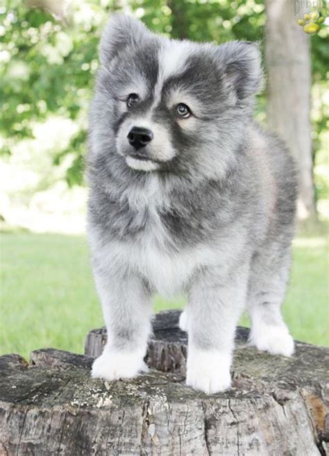 Siberian Husky Mixes: 20 Different Husky Crossbreeds (With Pictures ...