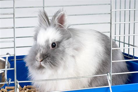 700+ Kelinci Angora Foto Foto Stok, Potret, & Gambar Bebas Royalti - iStock