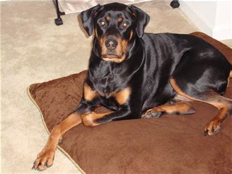 Rotterman (Doberman-Rottweiler Mix) Info, Puppies, and Pictures