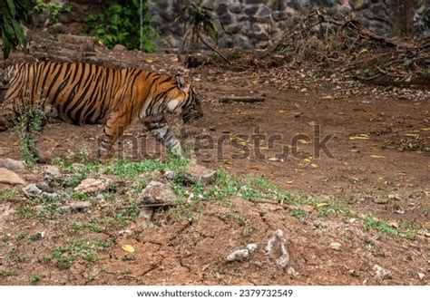 Sumatran Tiger Population Panthera Tigris Sondaica Stock Photo 2379732549 | Shutterstock