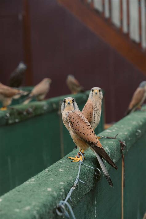 12 things to do in Souq Waqif | Visit Qatar