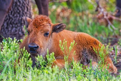 Baby Bison Resting | Steve Creek Wildlife Photography