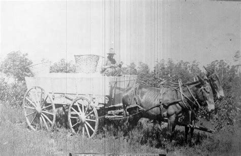 Cotton farm workers | Charlotte Mecklenburg Story