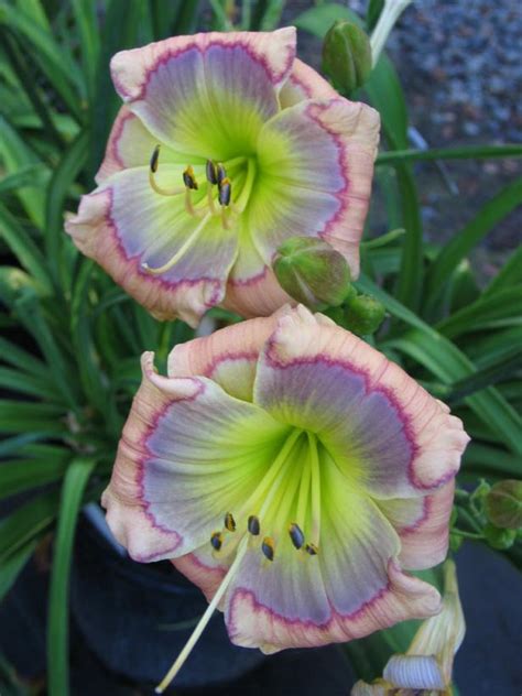 Daylily Varieties | Daylily Photos | HGTV