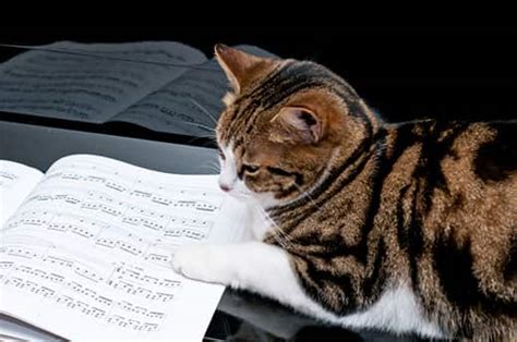 Do Cats Like Music?