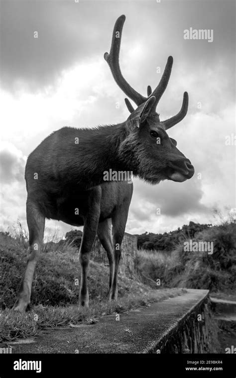 Sri lanka sambar deer horton plains Black and White Stock Photos ...