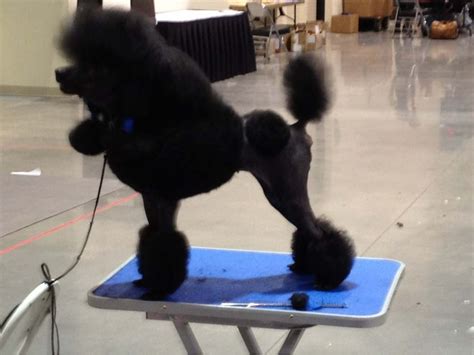 English Saddle Cut and Dog Shows - Page 6 - Poodle Forum - Standard ...