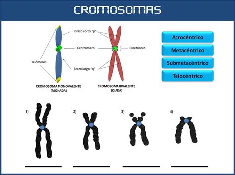 SOS EMBRIOLOGIA HUMANA: Cromosomas