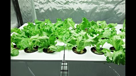 Growing Hydroponic Lettuce / Happy New Year - YouTube