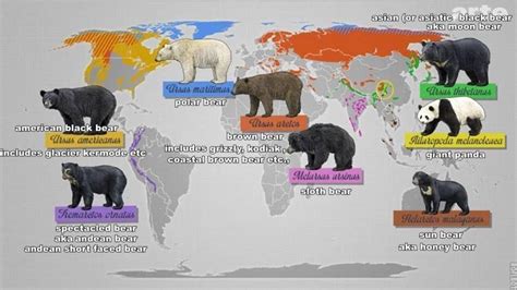 Bear Species Map: Polar Bear vs Brown Bear