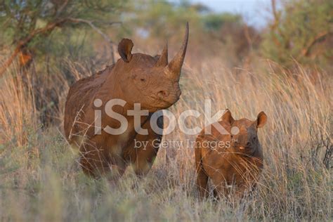 Black Rhino And Calf Stock Photo | Royalty-Free | FreeImages