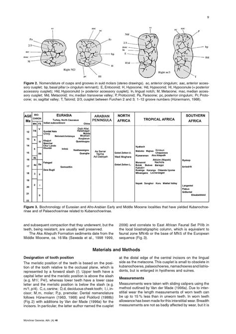 Revision of African Kubanochoerinae (Suidae: Mammalia) with descriptions of new fossils from the ...