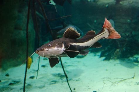 Redtail Catfish Si Ikan Lele Berwajah Doraemon - Nakama Aquatics