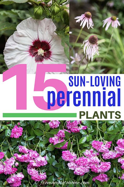 Full Sun Perennials: 17 Low Maintenance Plants That Thrive In Sun - Gardener's Oasis