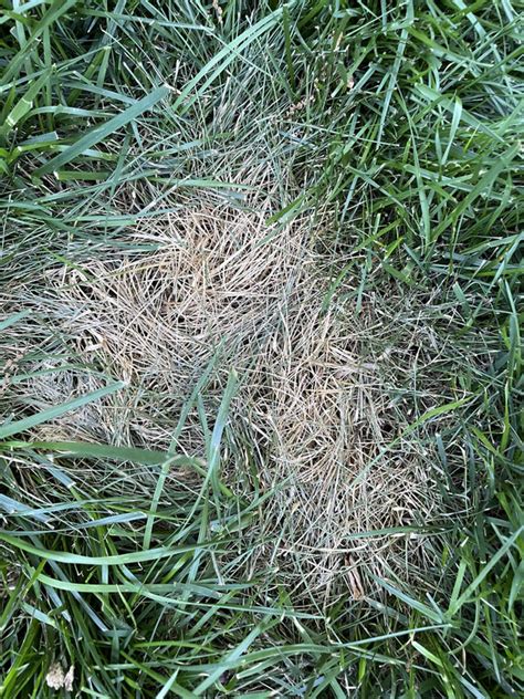 Brown Spots in lawn. Fungus? Dry Spot? | Lawn Care Forum