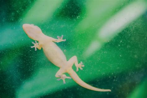 How To Catch A Lizard In The House: Simple Tips To Keep Your House Safe And Security