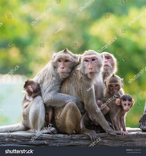 Monkey Family Stock Photo 131987447 : Shutterstock