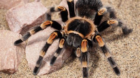 Free Images : nature, animal, brown, black, fauna, invertebrate, close up, hairy, arachnid ...