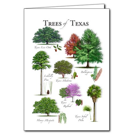 Information About Texas Tree