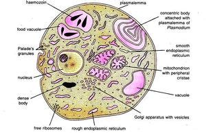 Plasmodium vivax - microbewiki