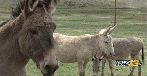 Donkey Derby Days delayed due to disease developments | KRDO