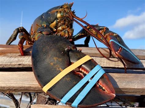 Lobster season sees staggered start in northeastern N.B.