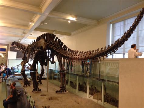 Dinosaur Museum Exhibits in the US | Ticket to Learn