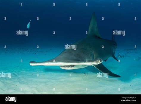 Great Hammerhead Shark, Sphyrna mokarran, Bimini, Bahamas Stock Photo - Alamy